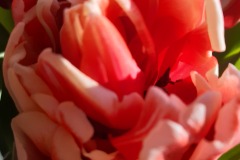 Tulpe-Blüte